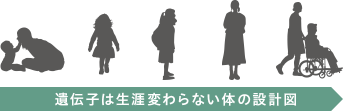 ”遺伝子は生涯変わらない体の設計図”